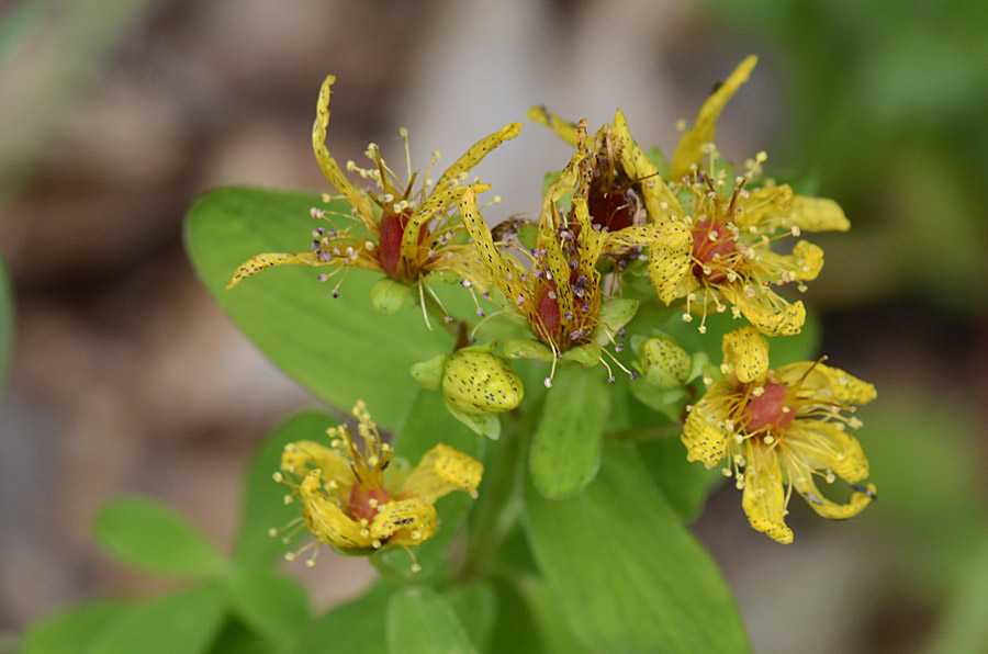 Hypericum maculatum / Erba di San Giovanni delle Alpi